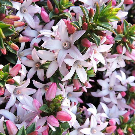 Eriostemon Pink Girl - Plants2Gardens