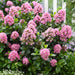 Escallonia Pink Elle - Plants2Gardens