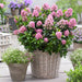 Escallonia Pink Elle 4.5 Ltr - Plants2Gardens