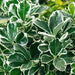 Euonymus Kathy - Plants2Gardens