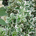 Euonymus Kathy - Plants2Gardens