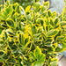 Euonymus Ovatus Aureus - Plants2Gardens