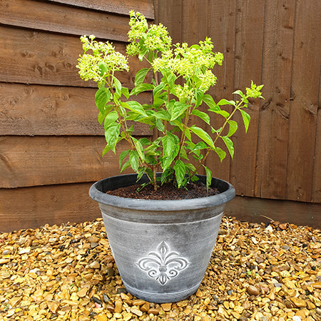 Fleur Des Lys Planter Pair Silver - Plants2Gardens