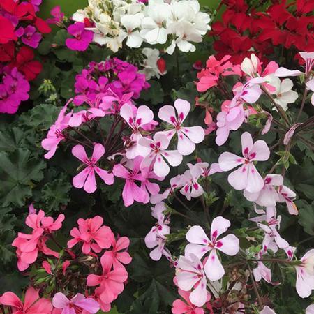 Geranium Tornado 20 Plant Pack - Plants2Gardens