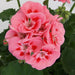Geranium Zonal 12 Plant Collection - From 25th May - Plants2Gardens