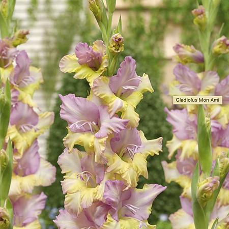 Gladioli Mon Ami 30 Bulbs - Plants2Gardens