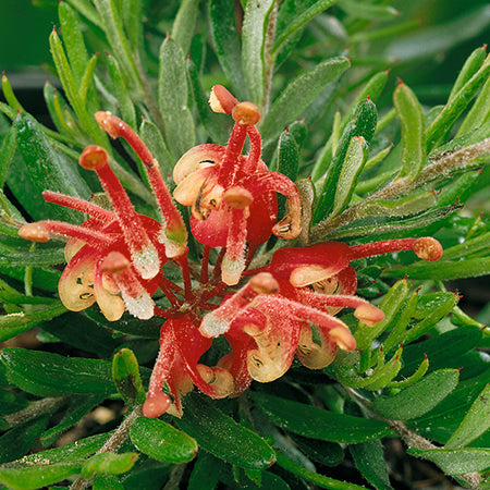 Grevillea Olympic Flame 3 Ltr - Plants2Gardens