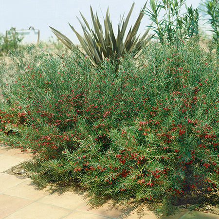 Grevillea Olympic Flame 3 Ltr - Plants2Gardens