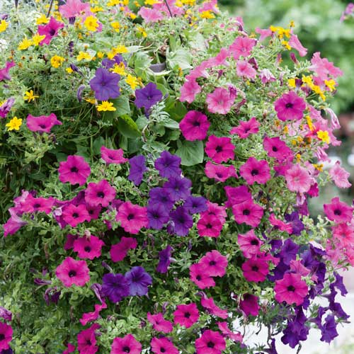 Basket and Container Plant Mixes - Plants2Gardens
