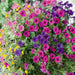 Basket and Container Plant Mixes - Plants2Gardens