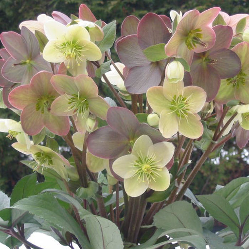 Helleborus Candy Love - Plants2Gardens