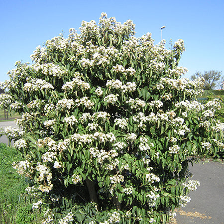 Heptacodium Temple of Bloom - Despatch From WC 8th August - Plants2Gardens