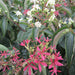 Heptacodium Temple of Bloom - Plants2Gardens