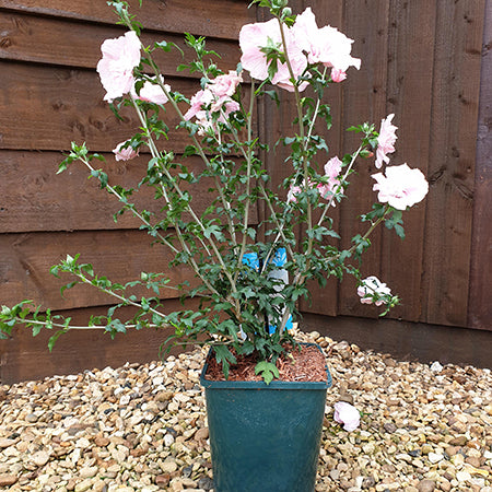 Hibiscus Pink Chiffon - Plants2Gardens