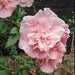 Hibiscus Pink Chiffon - Plants2Gardens