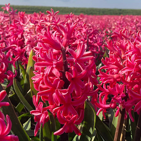 Hyacinth Sandringham 10 Bulbs - Plants2Gardens