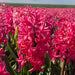 Hyacinth Sandringham 10 Bulbs - Plants2Gardens
