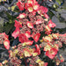 Hydrangea Dark Angel Red Lace - Plants2Gardens
