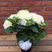 Hydrangea Bela Branco 3 Ltr - Plants2Gardens