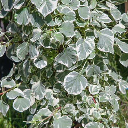 Climbing Hydrangea Silver Lining - Plants2Gardens