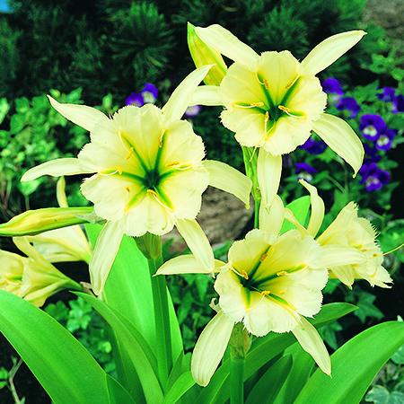 Hymenocallis Sulphur Queen - Plants2Gardens