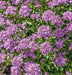 Iberis Mermaid Lavender 2 Litre - Plants2Gardens