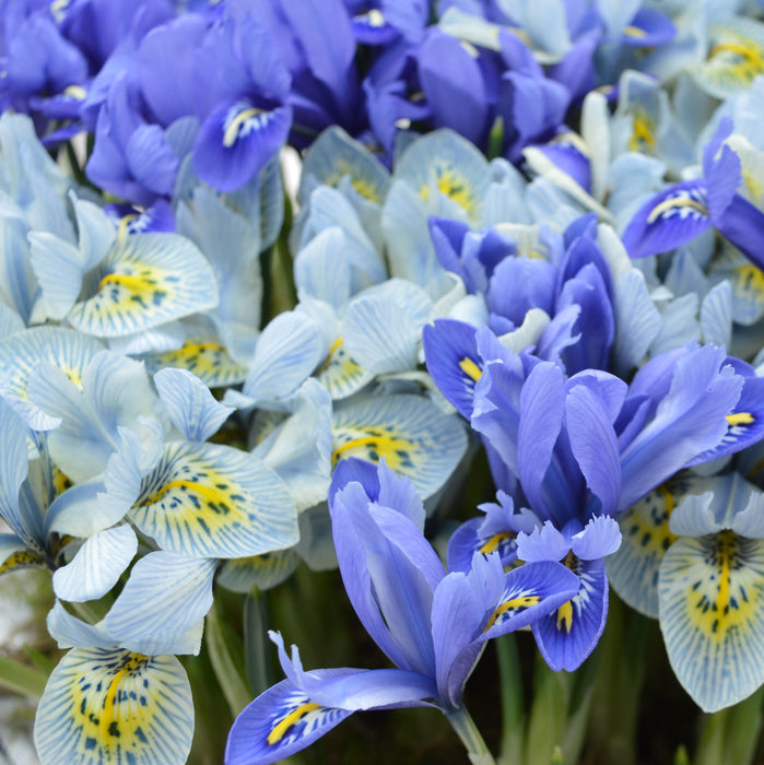 Lucky Dip 20x Iris and 20x Dwarf Narcissus - Plants2Gardens