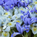 Lucky Dip 20x Iris and 20x Dwarf Narcissus - Plants2Gardens