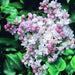 Lilac Beauty of Moscow 3 ltr - Plants2Gardens