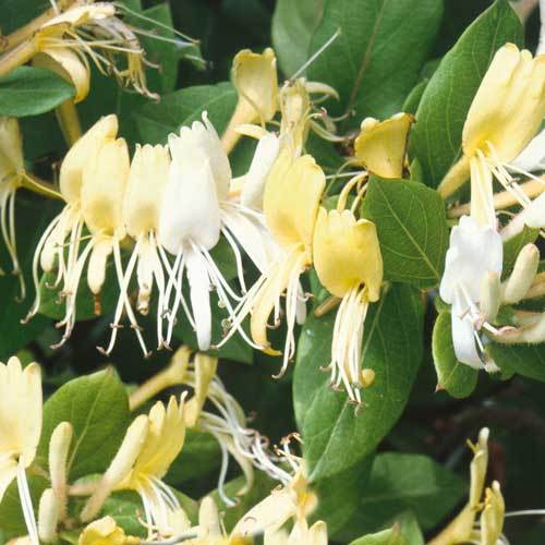 Lonicera Halls Prolific - Plants2Gardens