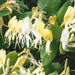 Lonicera Halls Prolific - Plants2Gardens