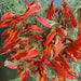 Lotus Berthelotti 3 Plant Pack - Plants2Gardens