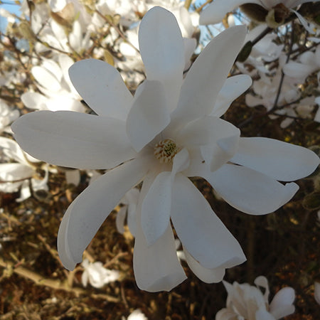 Magnolia stellata Standard - Plants2Gardens