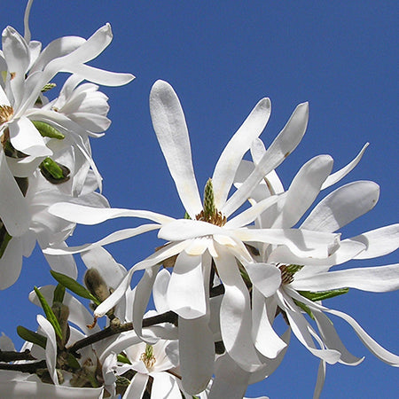 Magnolia stellata Standard - Plants2Gardens