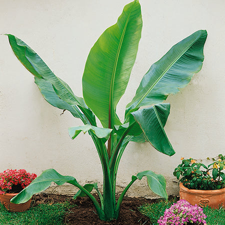 Musa Dwarf Cavendish - Plants2Gardens