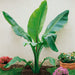 Musa Dwarf Cavendish - Plants2Gardens