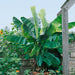 Musa Dwarf Cavendish - Plants2Gardens