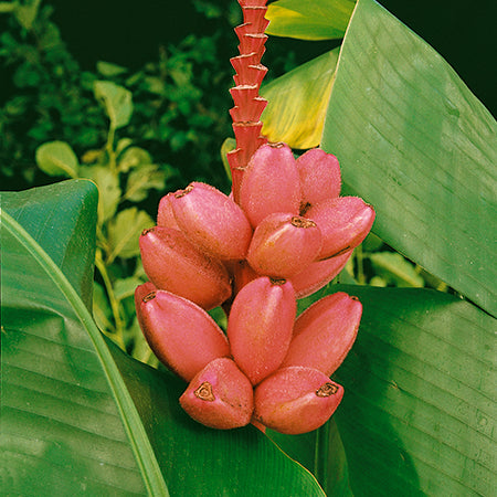 Musa Velutina - Plants2Gardens