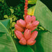 Musa Velutina - Plants2Gardens
