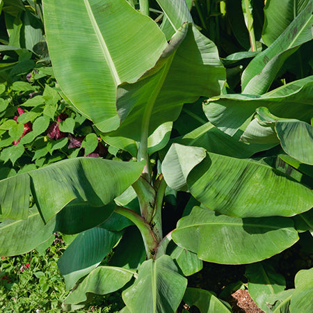 Musa Velutina - Plants2Gardens