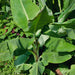 Musa Velutina - Plants2Gardens