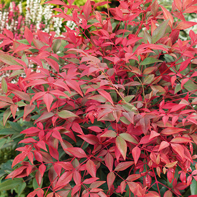 Nandina Obsessed - Sacred Bamboo 3 Ltr - Plants2Gardens