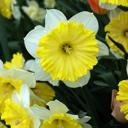 Narcissus Dinner Plate 10 Bulbs - Plants2Gardens