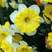Narcissus Dinner Plate 10 Bulbs - Plants2Gardens