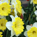 Narcissus Dinner Plate 10 Bulbs - Plants2Gardens