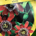 Passiflora Alata - Plants2Gardens