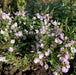 Parahebe Pink Avalanche 3 x 9cm - Plants2Gardens