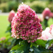 Hydrangea Paniculata Pinky Promise 4.5ltr - Plants2Gardens
