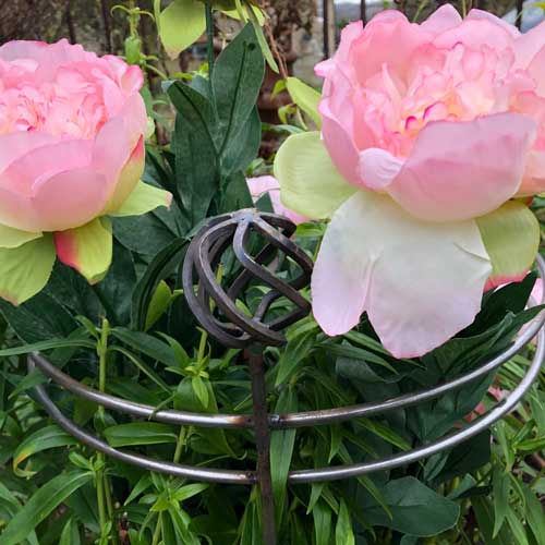 Plants Supports & Peony Plant Pair £50.00 by Plants2Gardens