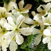 Primrose Star Fever 3 Potted Plants - Plants2Gardens